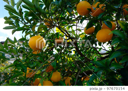 果樹園にびっしりと実ったたくさんのミカン 果樹園にびっしりと実ったたくさんのミカン 97670154