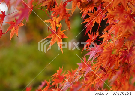 朝日を浴びて輝くモミジの紅葉 朝日を浴びて輝くモミジの紅葉 97670251