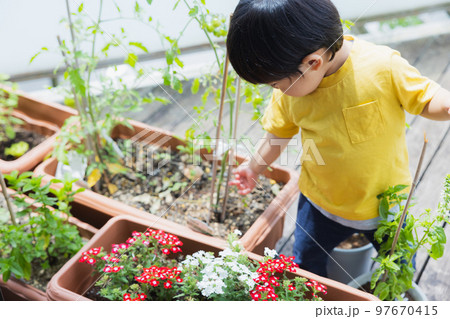 ベランダ菜園 子供 ベランダ菜園 子供 97670415