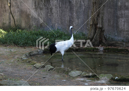 タンチョウ 動物園 横浜市 神奈川県 タンチョウ 動物園 横浜市 神奈川県 97670624