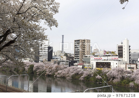 都会に咲く桜の風景イメージ 97671218