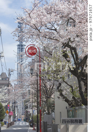 都会に咲く桜の風景 イメージ 都会に咲く桜の風景 イメージ 97671657