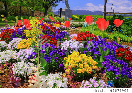 瑞ケ池公園(兵庫県伊丹市)の花畑 瑞ケ池公園(兵庫県伊丹市)の花畑 97671991