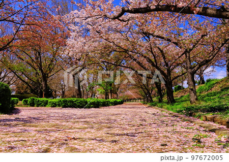 瑞ケ池公園(兵庫県伊丹市)に咲く桜 瑞ケ池公園(兵庫県伊丹市)に咲く桜 97672005