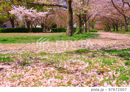 瑞ケ池公園（兵庫県伊丹市）に咲く桜 97672007