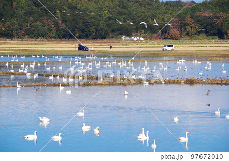コハクチョウが長期滞在する冬水田んぼの朝の風景 コハクチョウが長期滞在する冬水田んぼの朝の風景 97672010