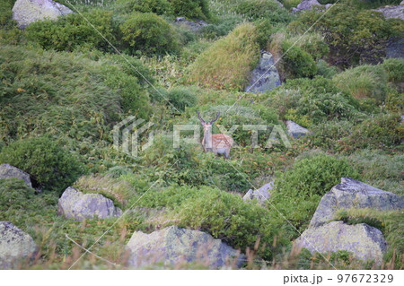 北海道 白雲岳避難小屋付近で見かけたシカ 北海道 白雲岳避難小屋付近で見かけたシカ 97672329