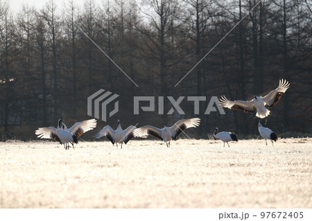 タンチョウ 97672405