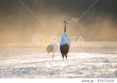 タンチョウ 97672420