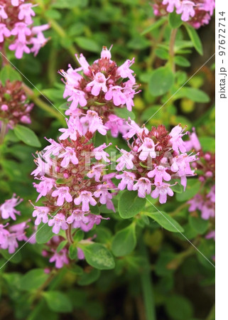 The common thymus flower blooming 97672714