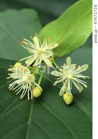 Healing small leaved linden tree blooming Healing small leaved linden tree blooming 97672728