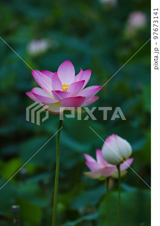 ハスの花 ハスの花 97673141
