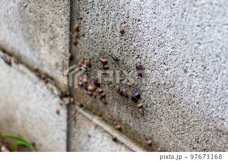 湿った壁にたくさんのダンゴムシ 97673168