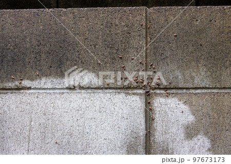 ダンゴムシがへばりついたブロック塀 97673173