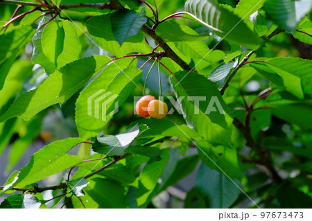 サクランボ 97673473