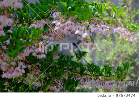 エゴノキとクマンバチ 97673474