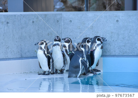 仲良しペンギンの家族の写真素材 [97673567] - PIXTA