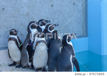 仲良しペンギンの家族の写真素材 [97673669] - PIXTA