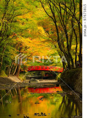 色づきはじめの小國神社の紅葉 97673815