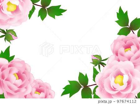 牡丹の花のフレーム 97674112
