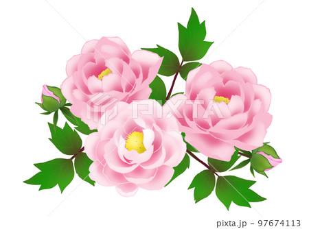 牡丹の花のイラスト 97674113