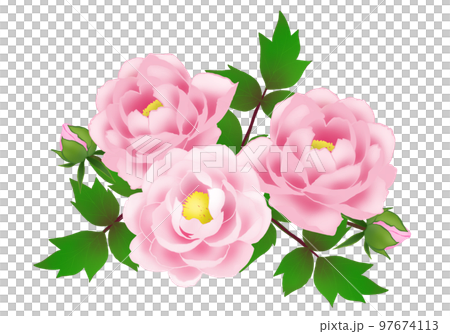 牡丹の花のイラスト 97674113