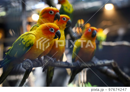 The mini parrot bird on stick tree 97674247