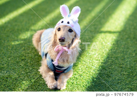 庭で寛ぐダックスフンド　兎年の被り物 97674579