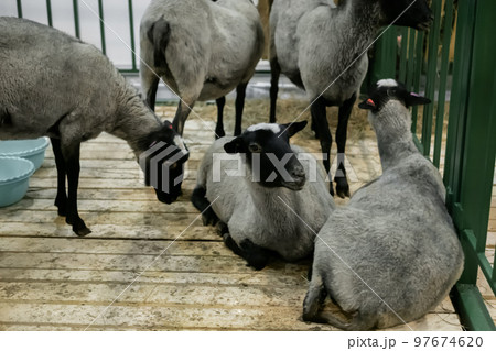 Flock of Romanov sheep at animal exhibition, trade show Flock of Romanov sheep at animal exhibition, trade show 97674620