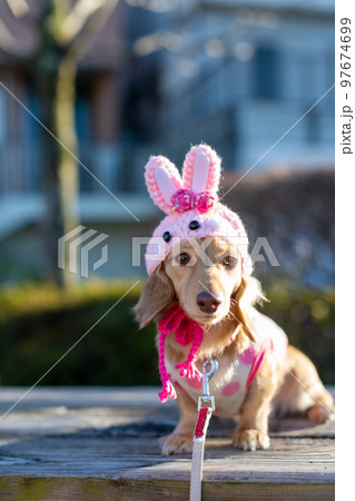 公園でお座りをするダックスフンド うさぎの被り物 公園でお座りをするダックスフンド うさぎの被り物 97674699