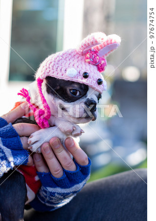 庭で寛ぐボストンテリア 兎年の被り物 庭で寛ぐボストンテリア 兎年の被り物 97674754