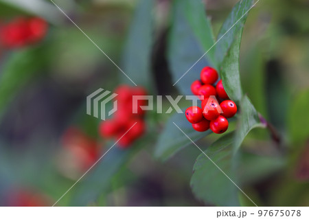 センリョウ 97675078