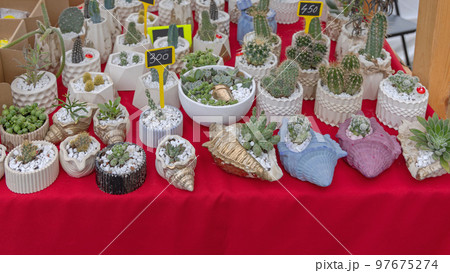 Cactus Plants Pots 97675274