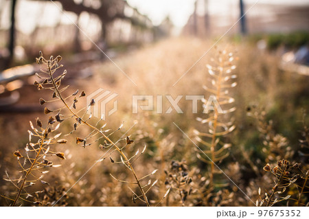 カジュアル 無造作 無頓着 97675352