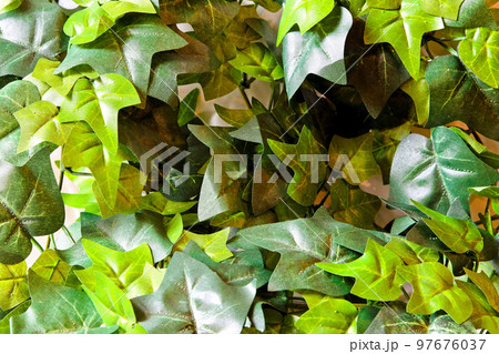 Leaves 97676037
