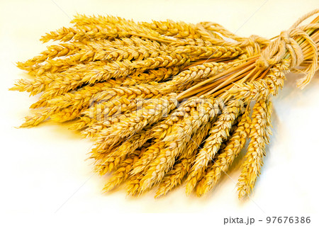 Wheat Wheat 97676386