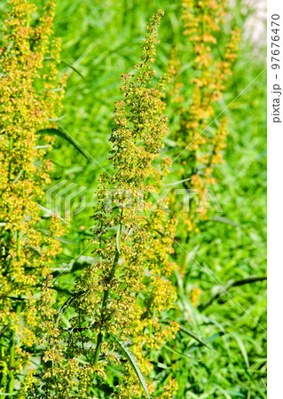 Ragweed 97676470