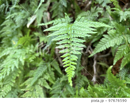シダ植物 横 97676590