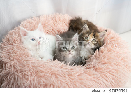 ベッドに入った3匹の仔猫 97676591