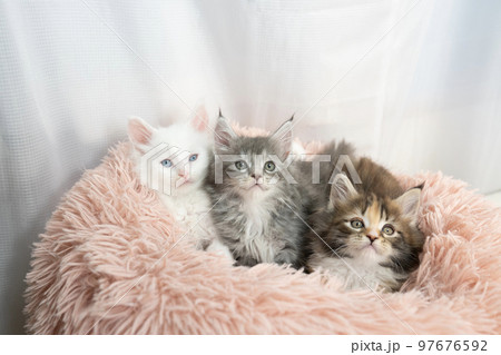 ベッドに入った3匹の仔猫 ベッドに入った3匹の仔猫 97676592