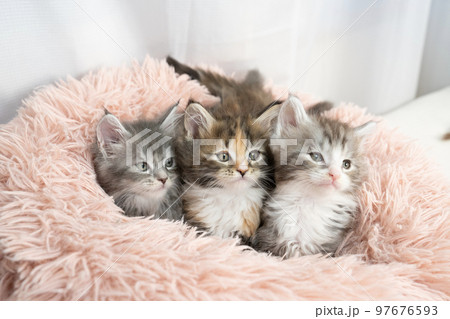 ベッドに入った3匹の仔猫 ベッドに入った3匹の仔猫 97676593