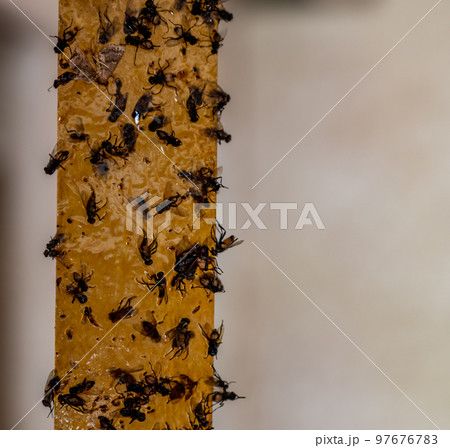 Strip of yellow sticky fly paper covered with insects. 97676783