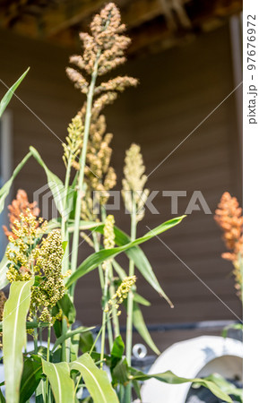 Selective focus on maturing seed head of sorghum bicolor Selective focus on maturing seed head of sorghum bicolor 97676972