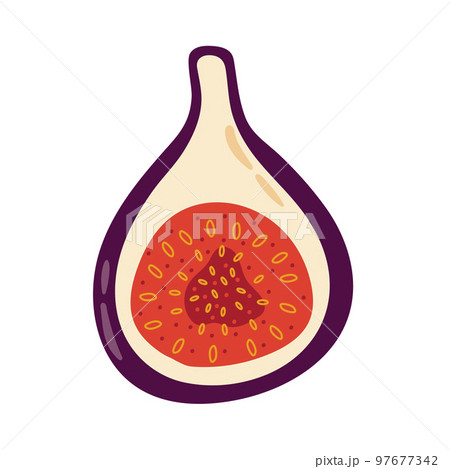 Cozy fresh and ripe delicious fig tropical fruit isolated on white background 97677342
