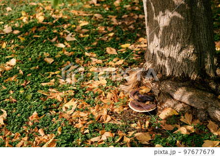 Tinder fungus on the roots of a tree among withered foliage. High quality photo Tinder fungus on the roots of a tree among withered foliage. High quality photo 97677679