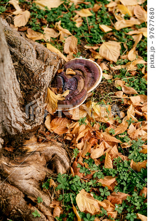 Mushroom tinder fungus on a brown tree trunk. High quality photo Mushroom tinder fungus on a brown tree trunk. High quality photo 97677680
