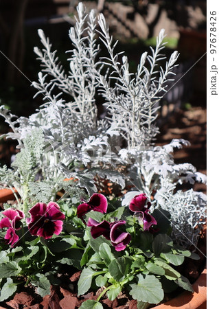 わらくパンジーとシルバーリーフの寄せ植えの写真素材 [97678426] - PIXTA