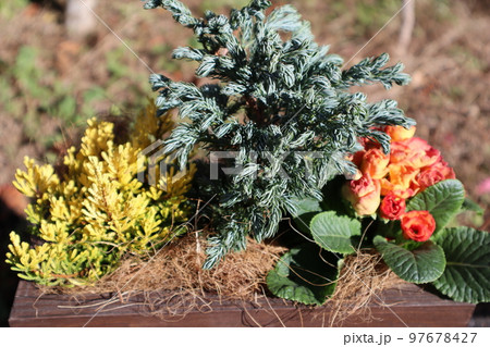紅葉カルーナー、プリムラの寄せ植え 紅葉カルーナー、プリムラの寄せ植え 97678427