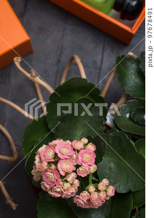 fashion lady set with fragrance and domestic flowers around black backgrounds 97678491