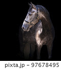 Portrait of a gray horse. Close-up. A thoroughbred horse of the Oryol Trotter breed. Black background. Harness racing. Trotting horse race 97678495